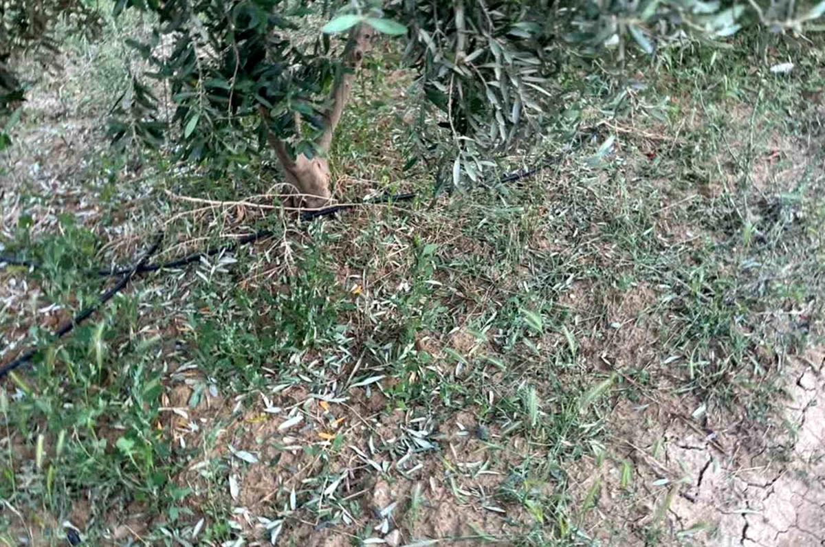 Mersin'de Dolu Hasara Yol Açtı