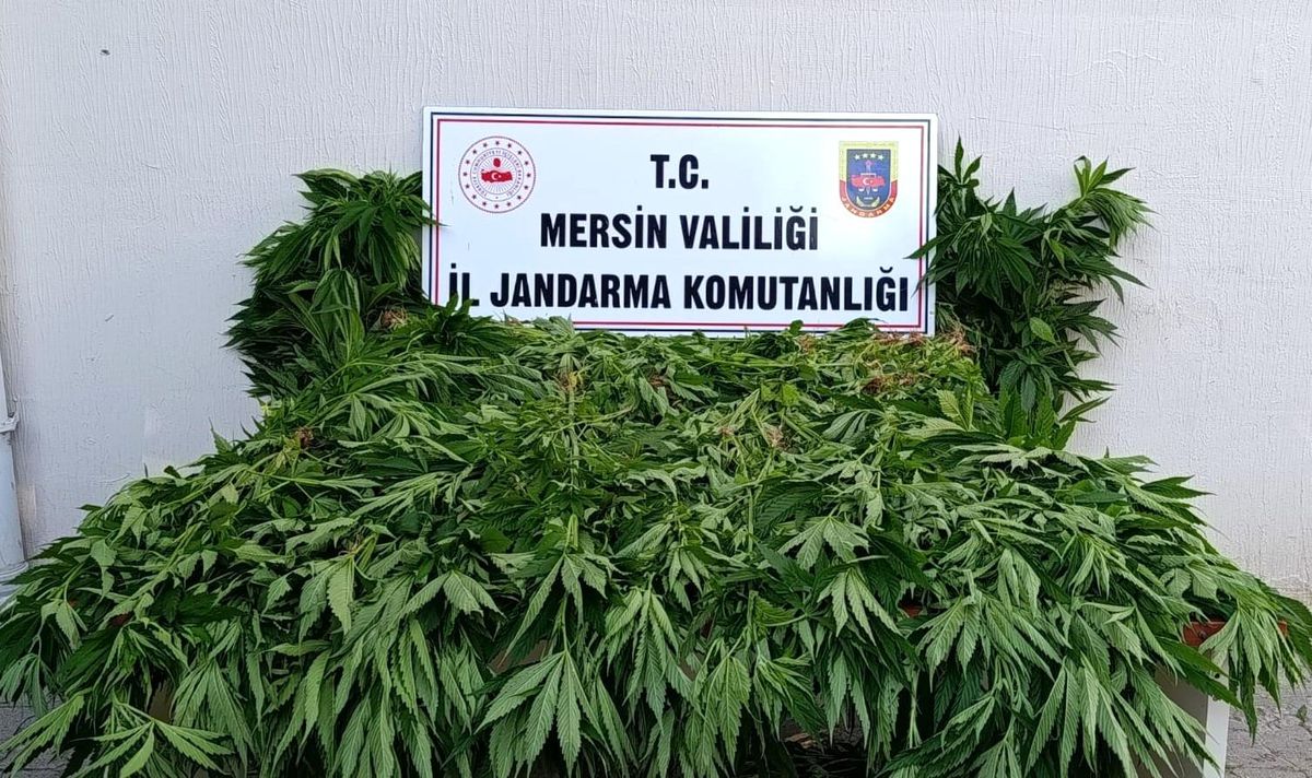 Mersin'de Yasa Dışı Kenevir Ekimi: 2 Tutuklama
