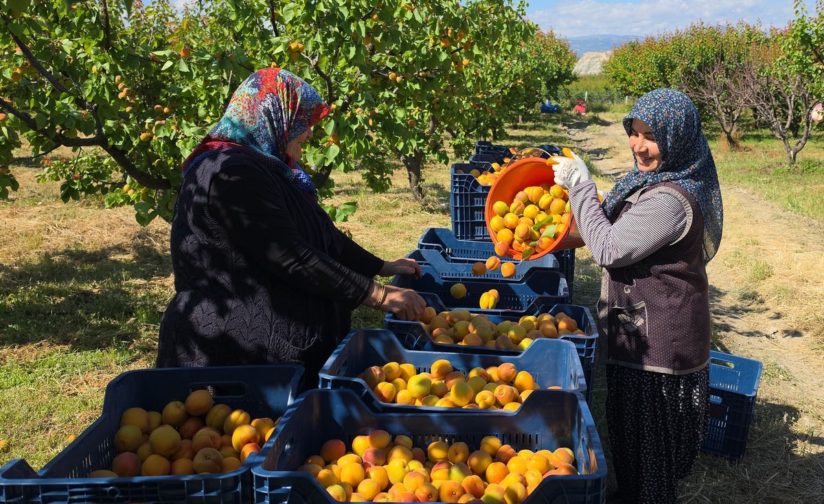 Mut'ta Yüksek Kayısı Rekoltesi Beklentisi