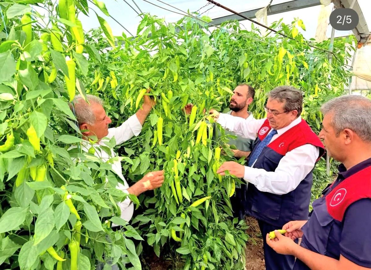 Mersin'de Kapya Biber Üretimi İncelemesi