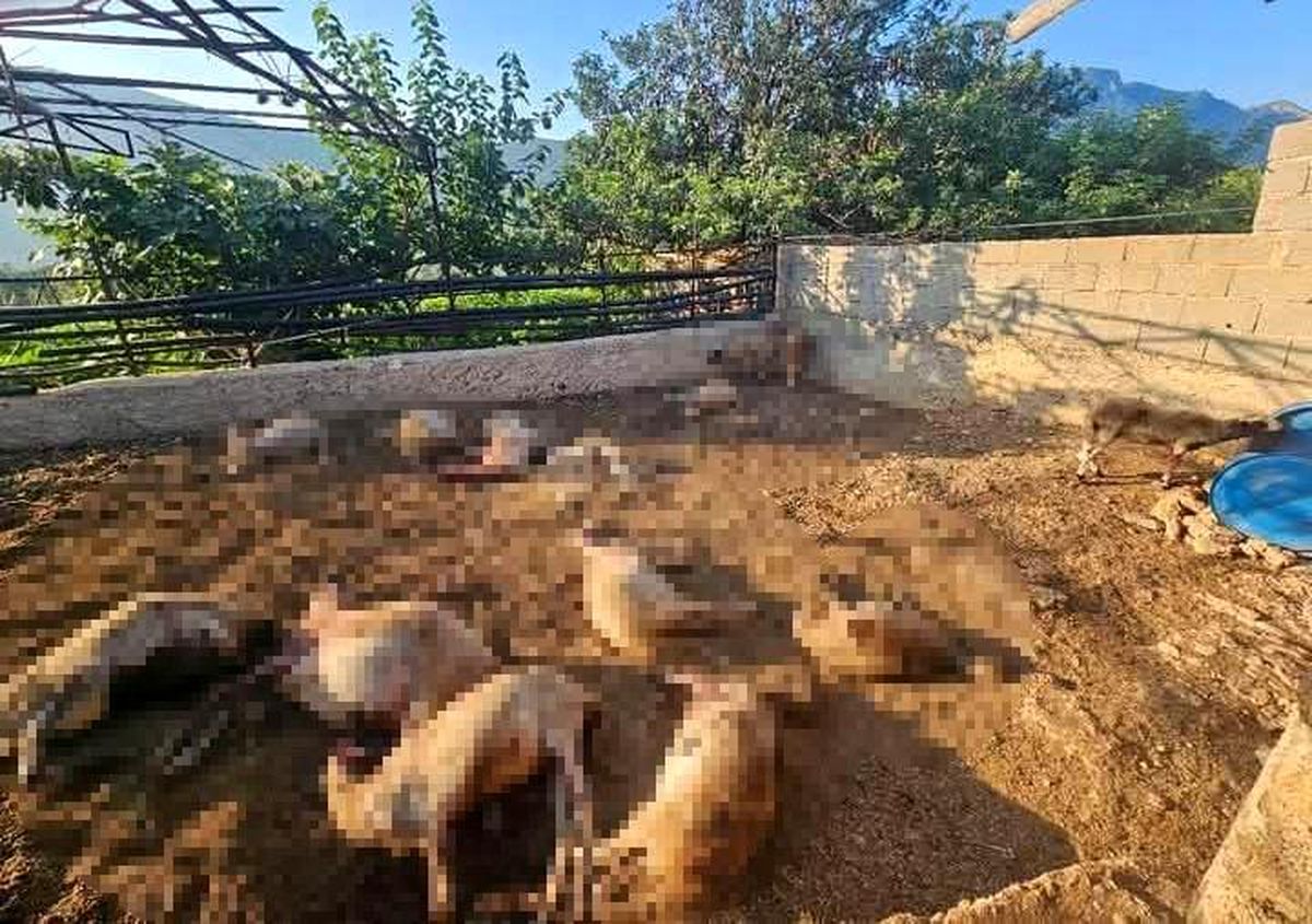Silifke'de Kurt Saldırısı: 29 Koyun Telef Oldu