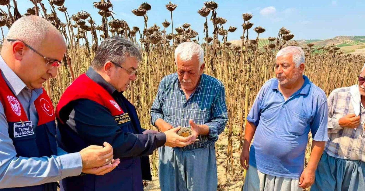 Tarsus'ta Ayçiçeği Rekoltesi 4 Bin 485 Ton Bekleniyor